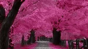 cherrytrees.jpg